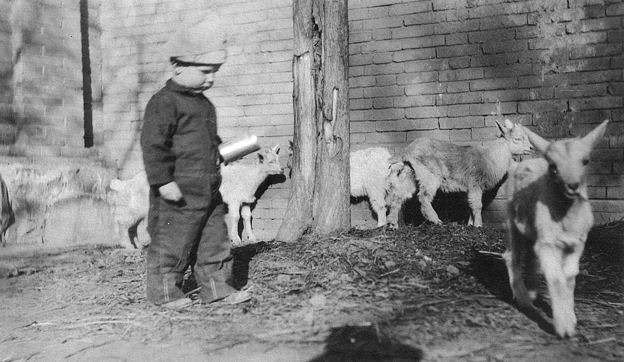 Harold Stambaugh Robinson with goats in Paotingfu, circa 1921