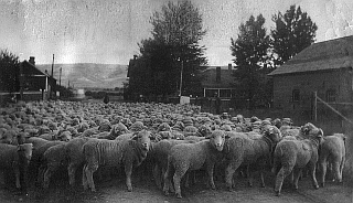 Rambouillet Sheep at Guy Stambaugh;s ranch in Deer Lodge, Montana